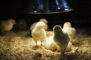 A brood of chicks keep warm under a heat lamp while on display.